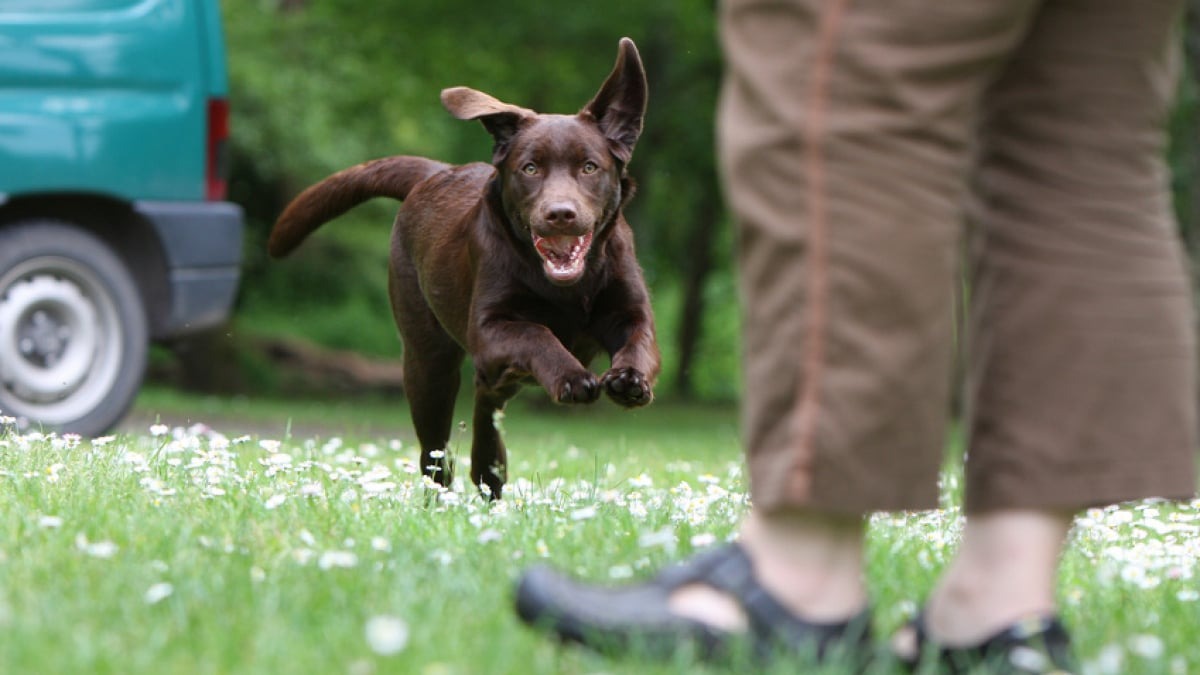 L’éducation du chiot: Votre chien a besoin de temps pour acquérir les nouvelles habitudes