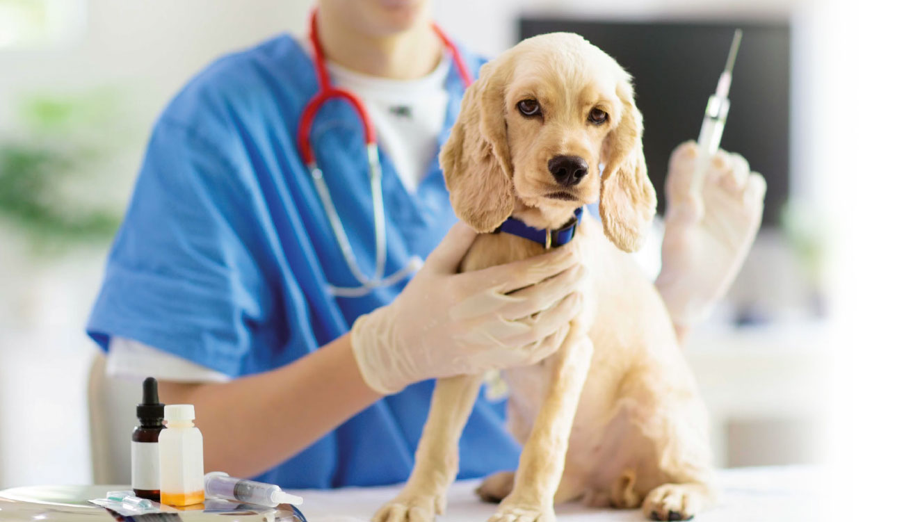 La vaccination de nos chiens: «Mieux vaut prévenir que guérir»