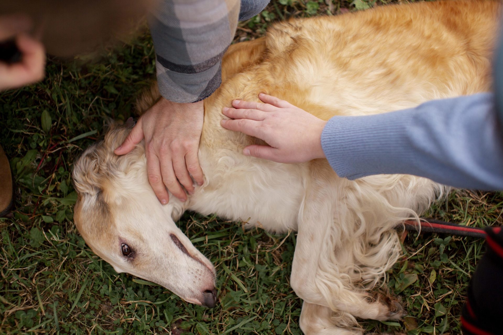 Les maladies  transmissibles des animaux à l’Homme