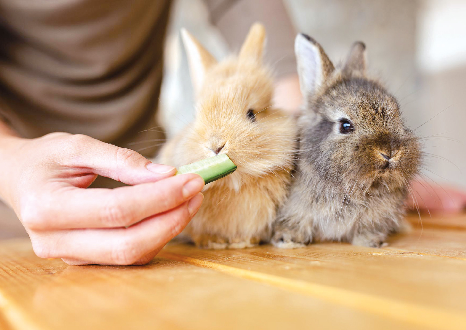 Le lapin un nouvel animal de compagnie