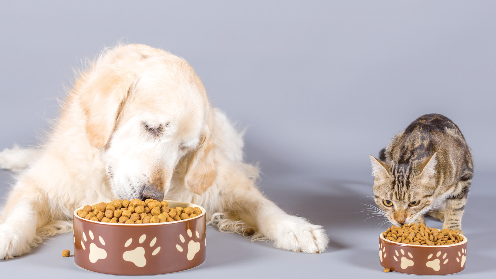 Comment bien nourrir: son chien ou son chat ?