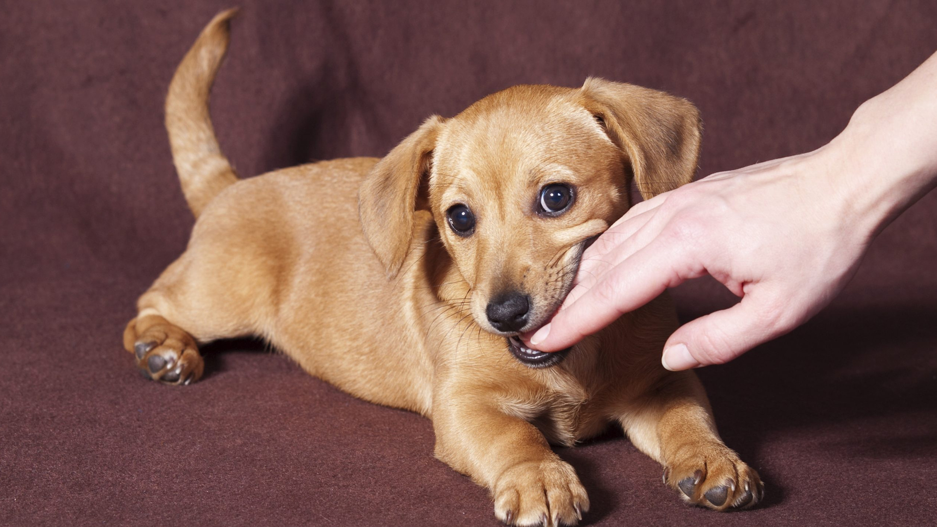 Mon chiot  mordille, que faire ?