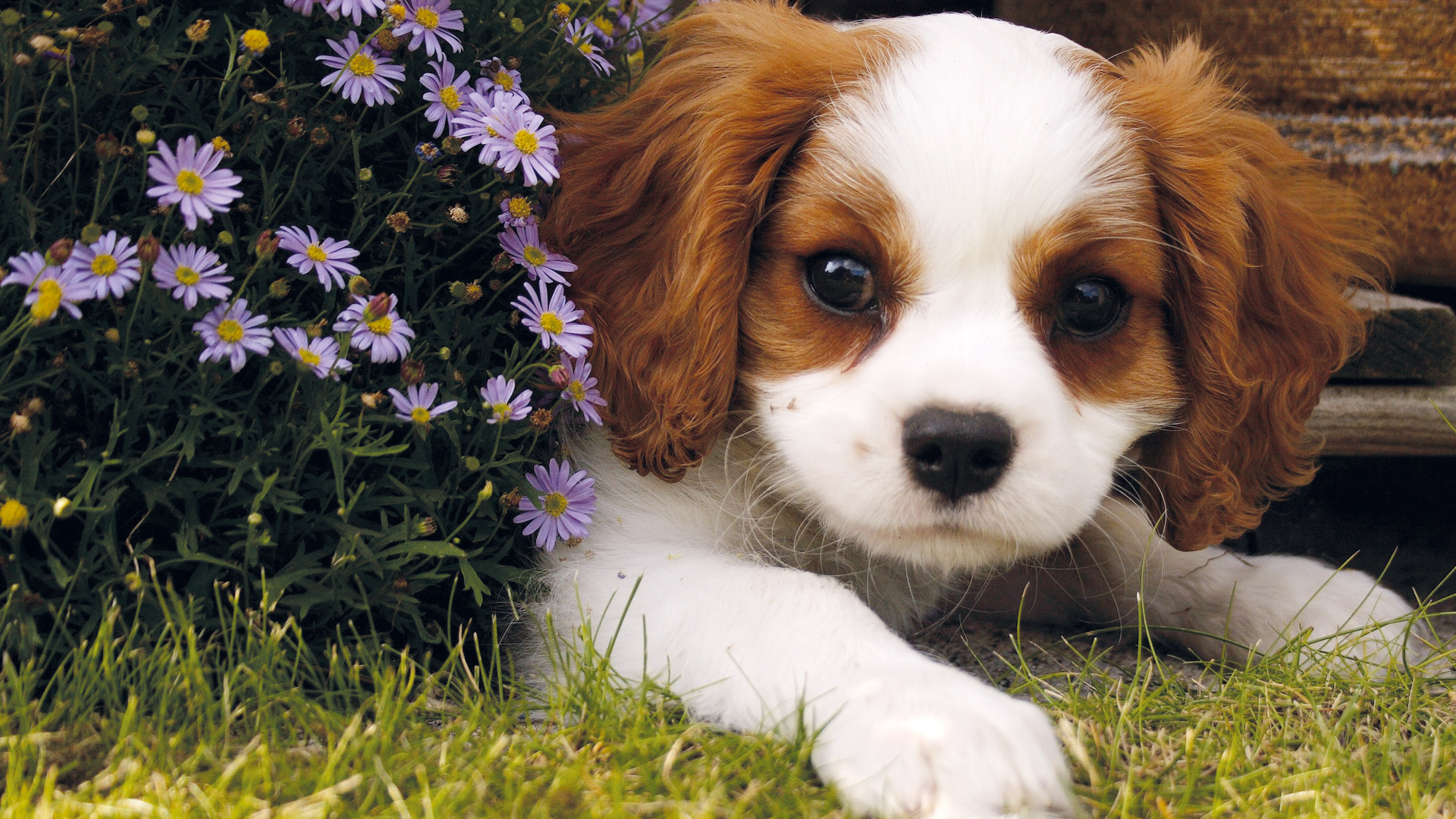 Comment éviter l’hyper-attachement  chez votre chiot ?