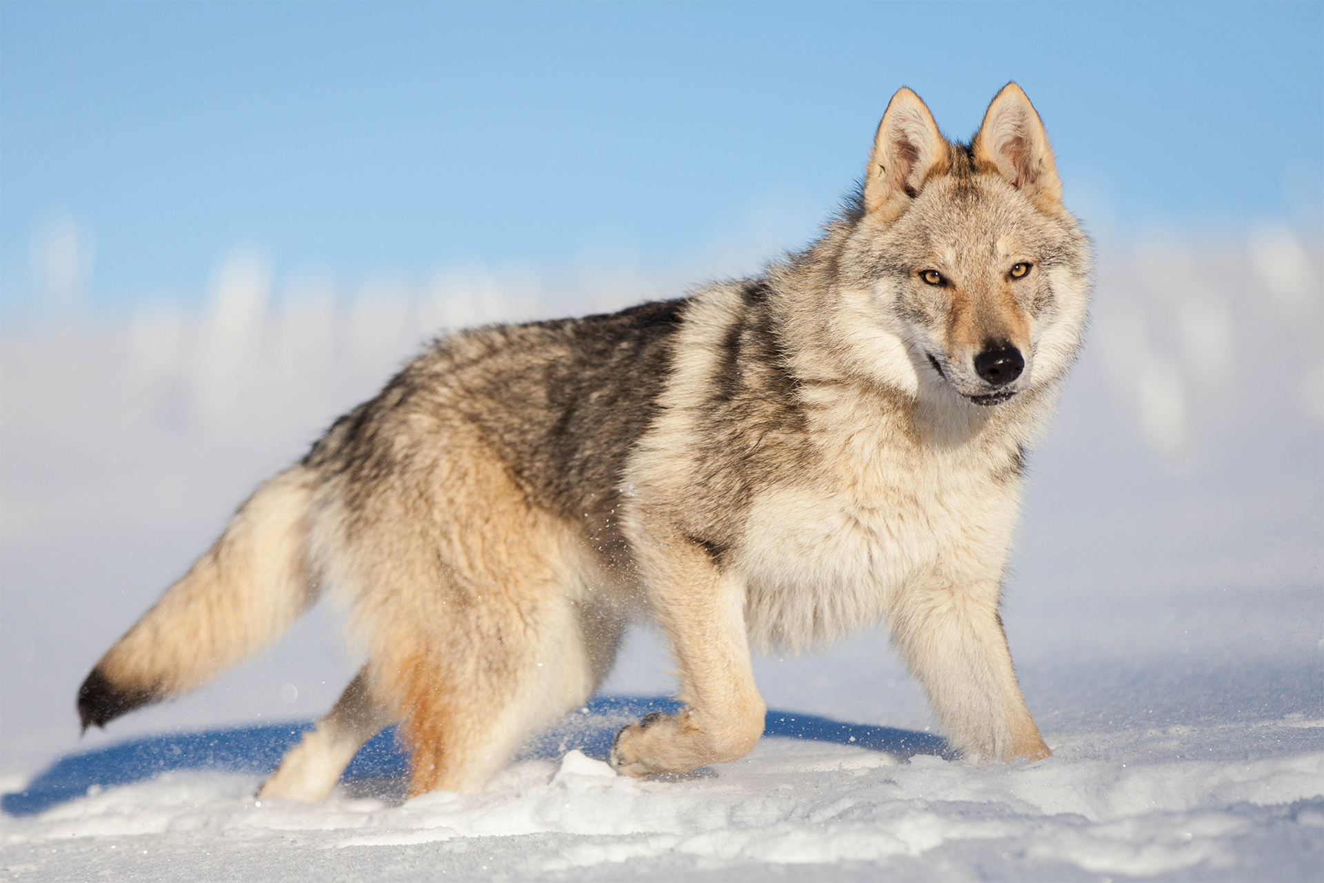 Le chien,  cet ancien loup  devenu notre  fidèle allié