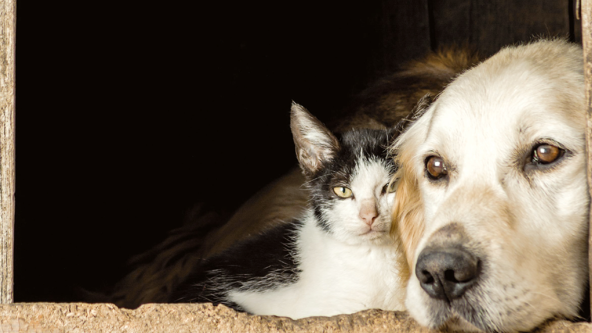 Chiens et chats seniors :  comment bien les accompagner ?