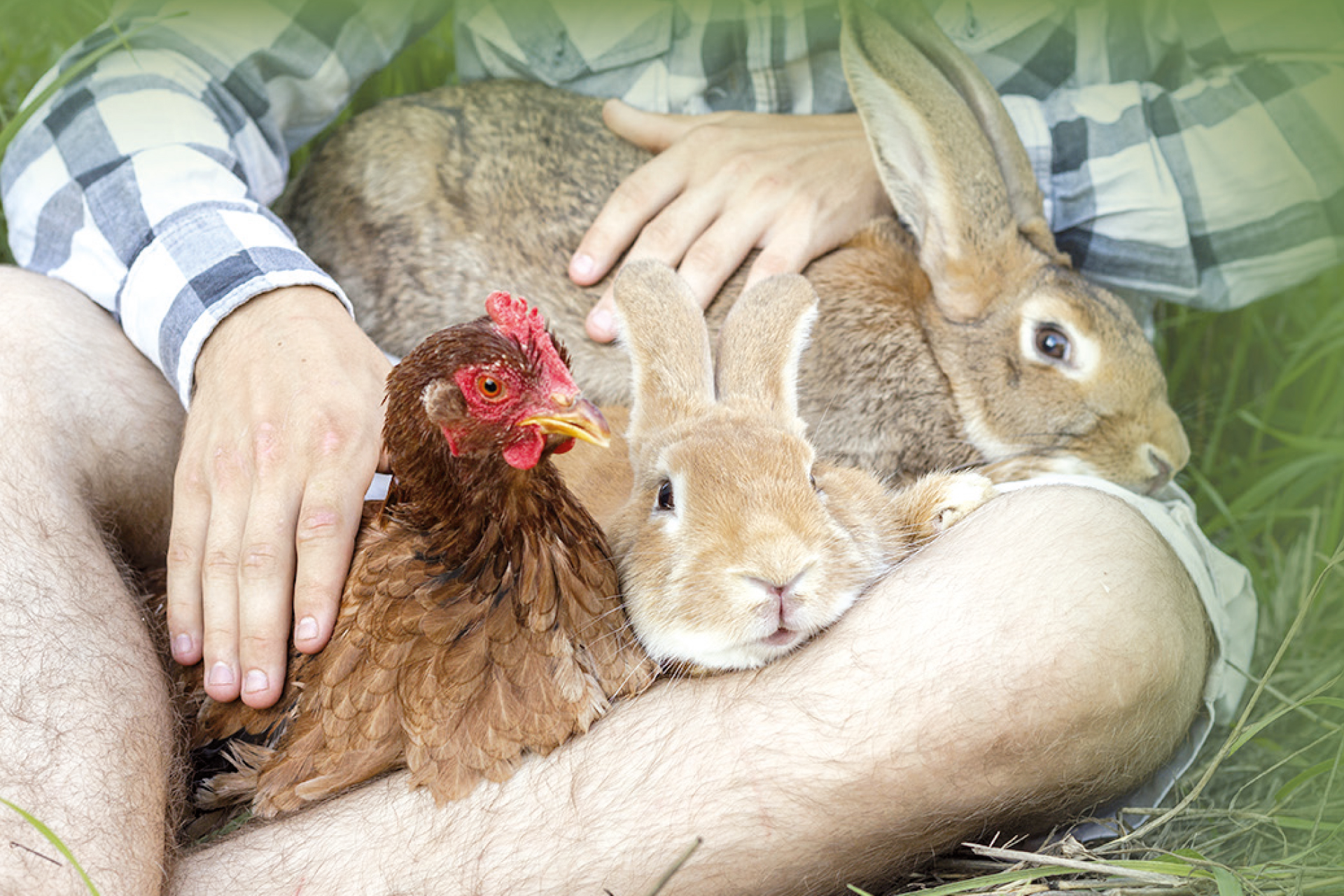 Poules, lapins, canards…  Et si on les regardait  autrement ?