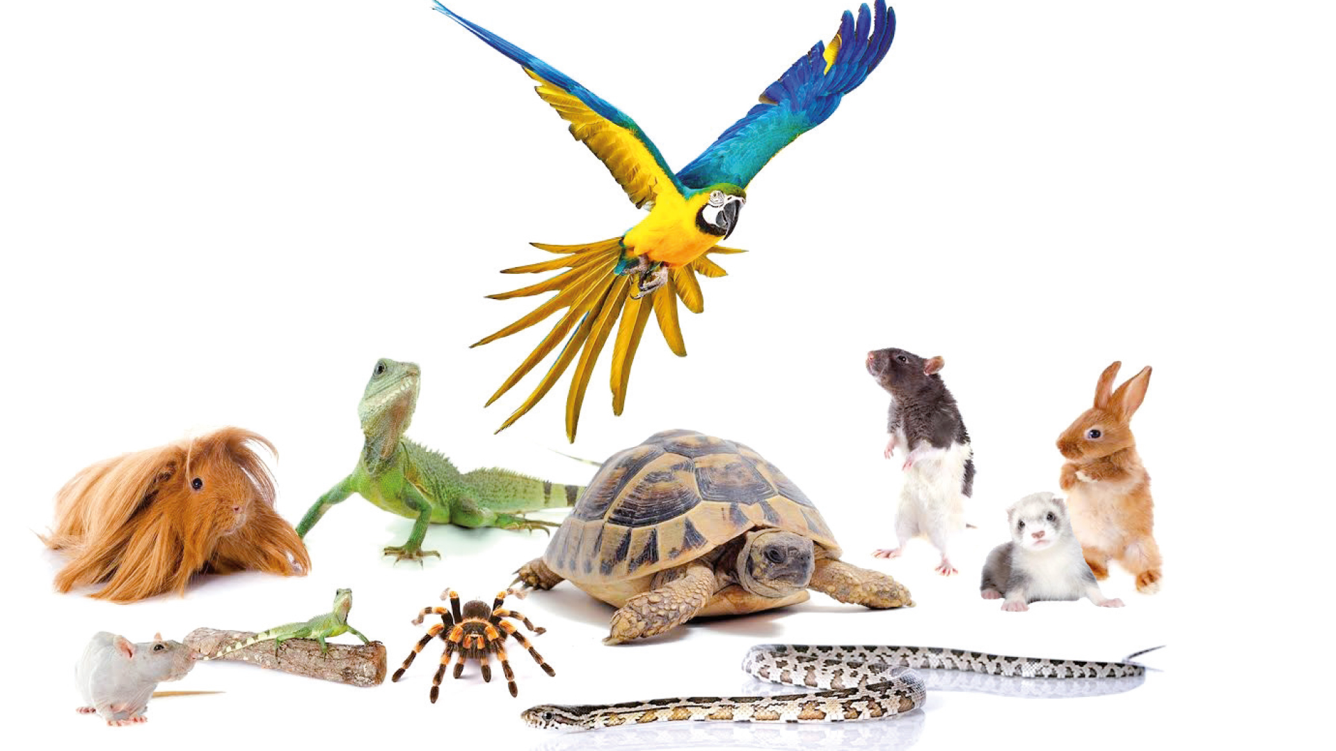 Des animaux à la mode… et souvent mal compris
