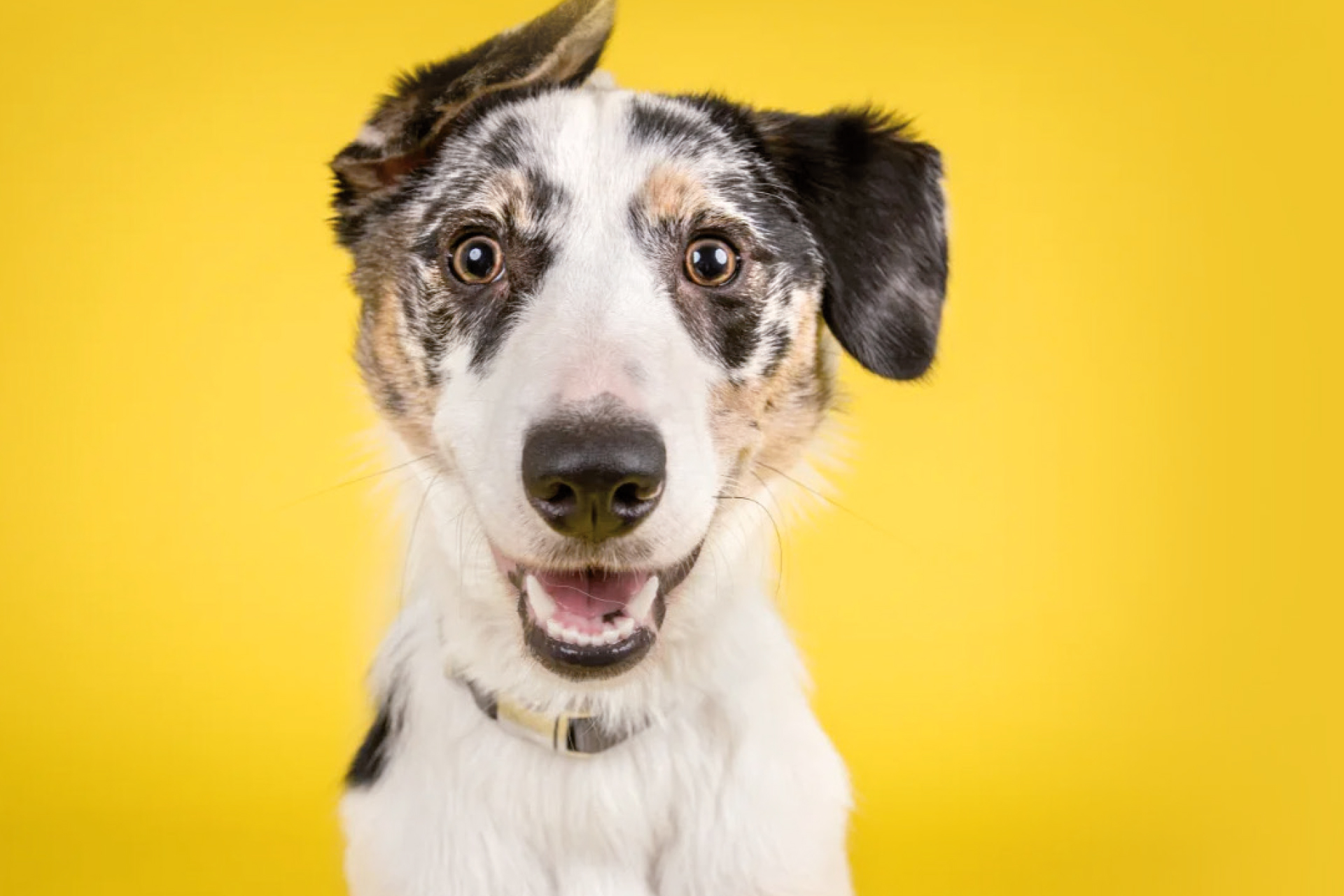 La leishmaniose chez le chien: vaut mieux prévenir  que guérir