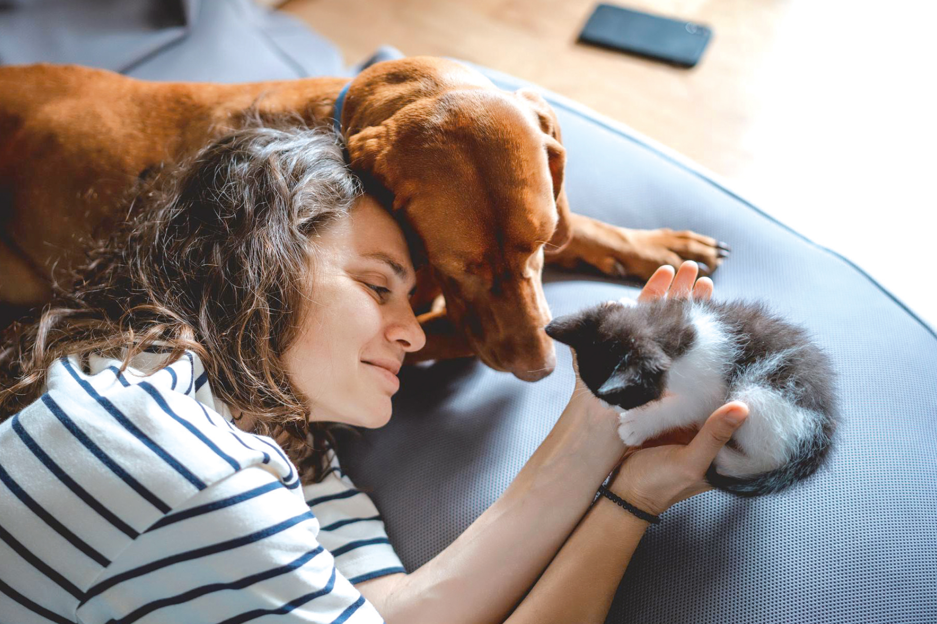 Les insuffisances rénales : comment les détecter chez votre chien ou votre chat ?