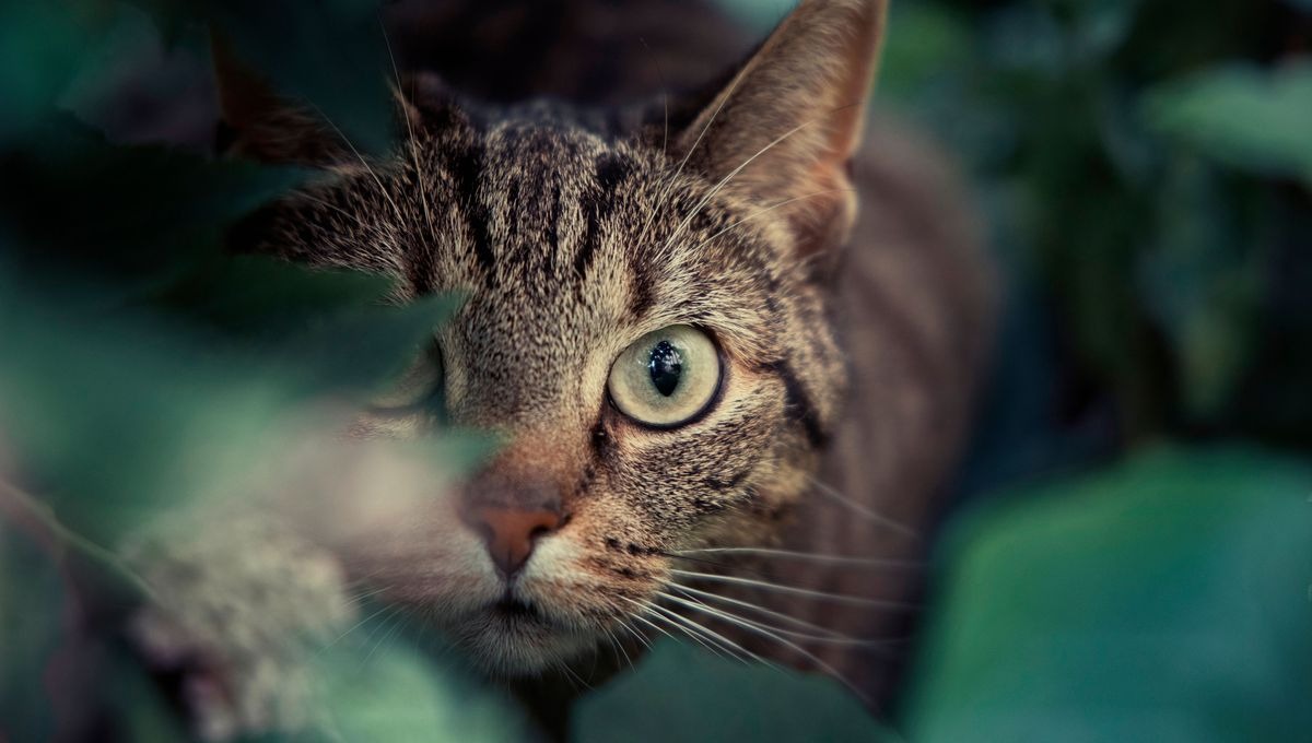 Jusqu’à quand  les chats supportent-ils  de rester seuls ?