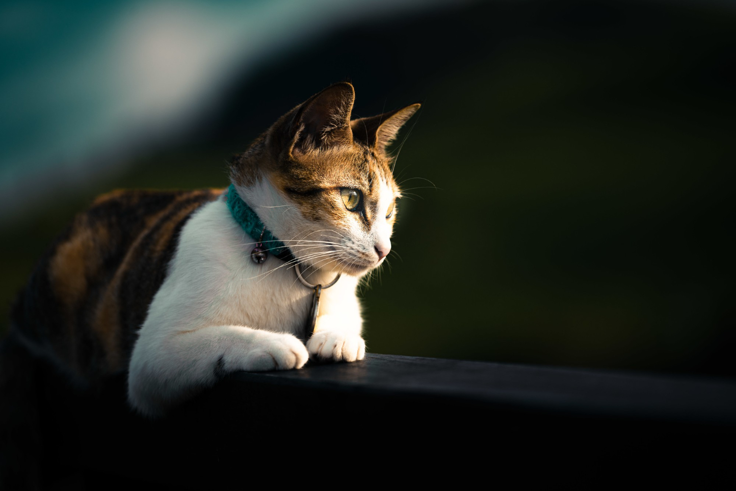Dans la tête d’un chat