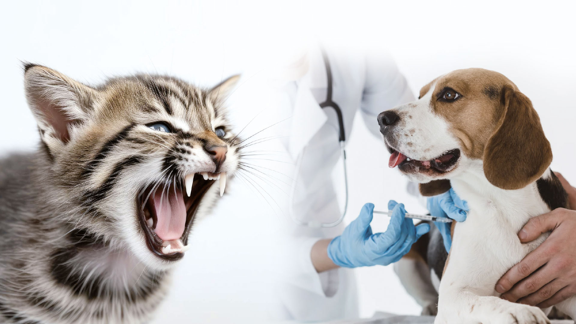 La maladie de la rage  chez les chiens et les chats 