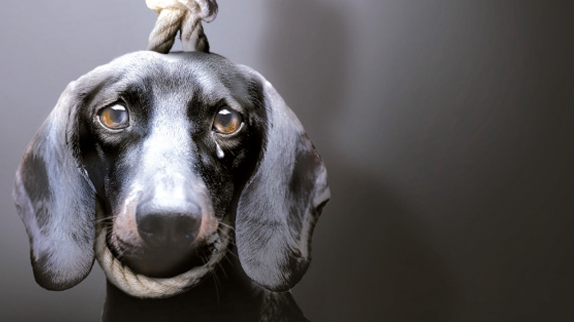 Quand la cruauté frappe à notre porte : chiens, chats et le combat  contre la torture animale