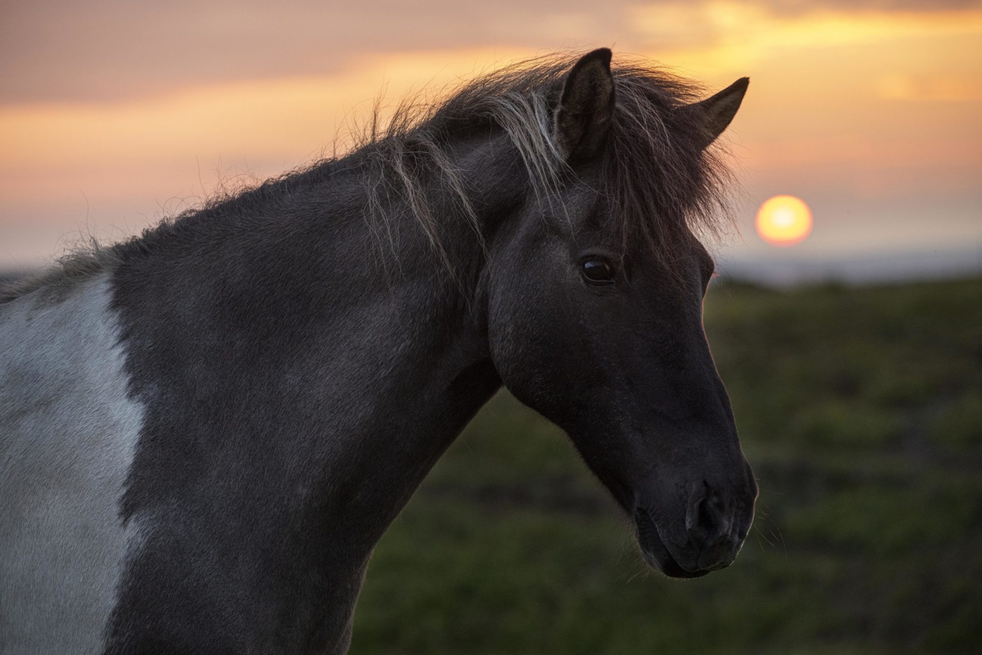 Quand les chevaux pansent nos blessures