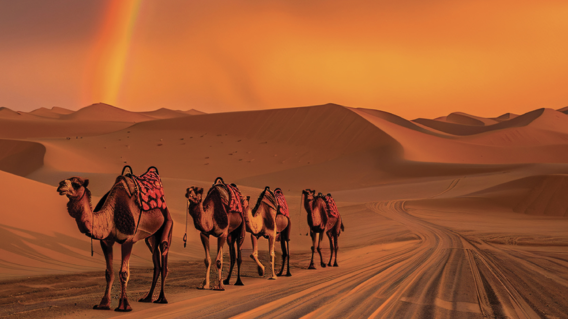 Cap au sud : Voyage entre dunes,  ksour et oasis